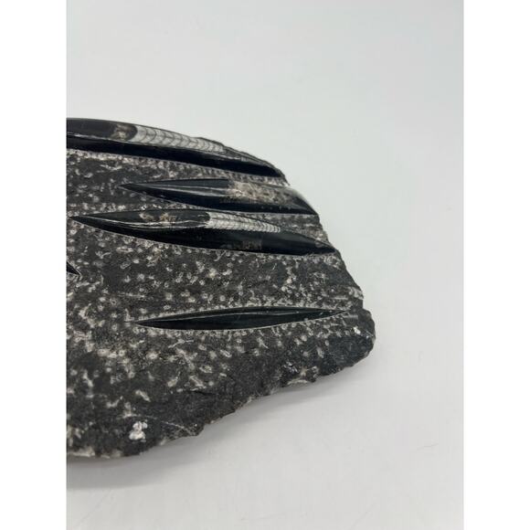 Fossils Orthoceras (???) Plate Plague SQUID, Home Decor 7" x 11"  READ - Picture 10 of 13